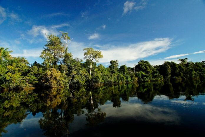 trees reflecting in lake in summer