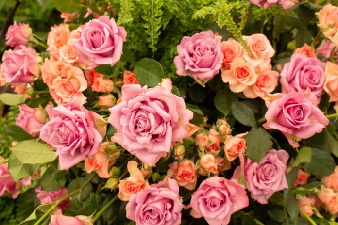 Festa de Flores e Morangos inicia nesta sexta